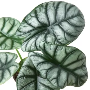 Alocasia 'Silver Dragon'