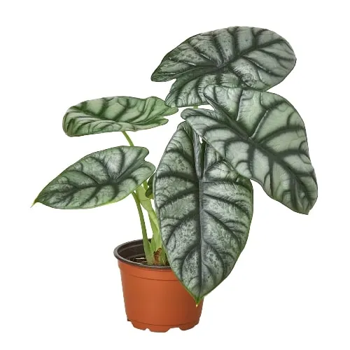 Alocasia 'Silver Dragon'