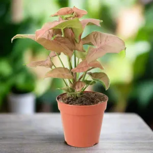 Arrowhead Vine 'Pink' (Syngonium 'Pink')