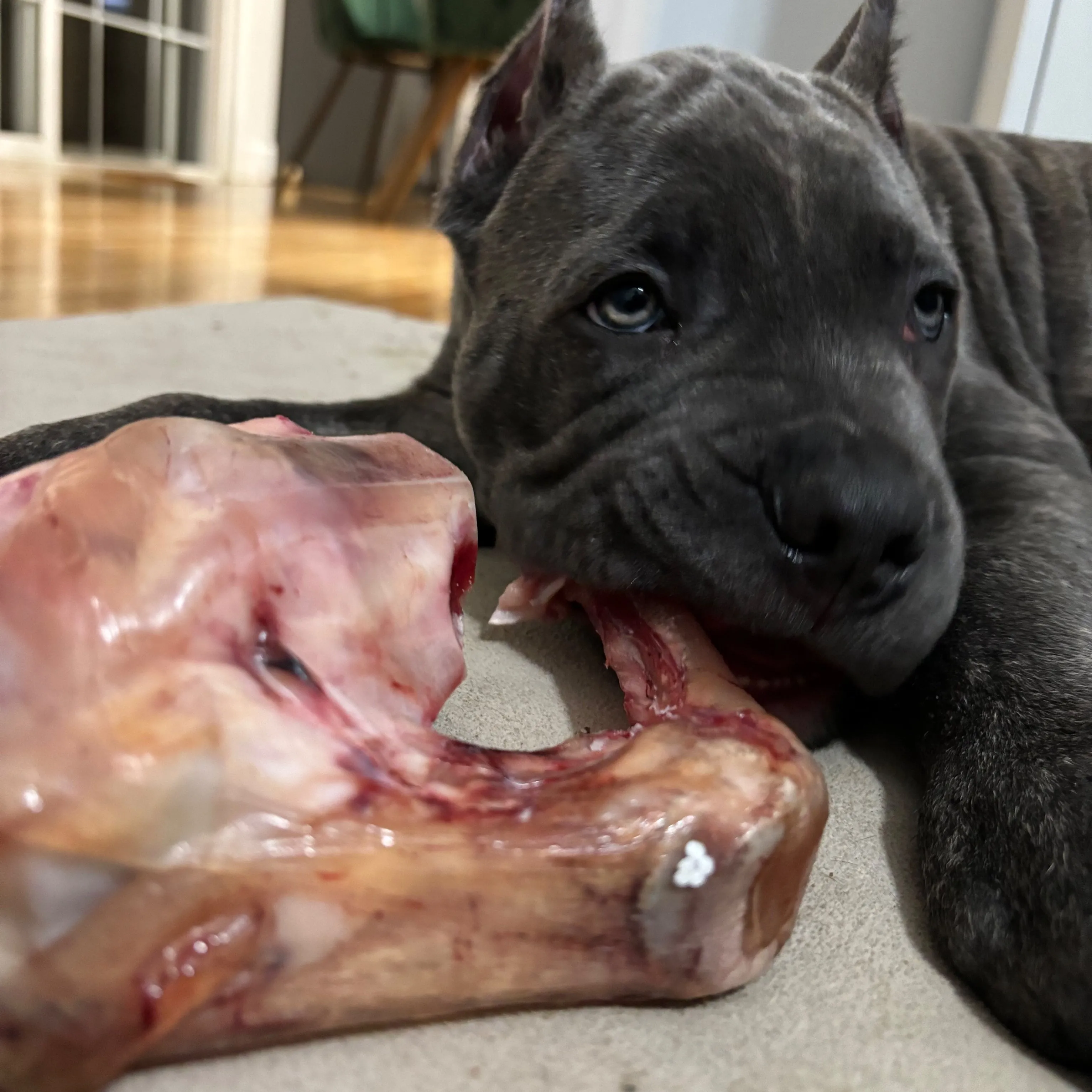 Beef Knuckle Bones for Dogs