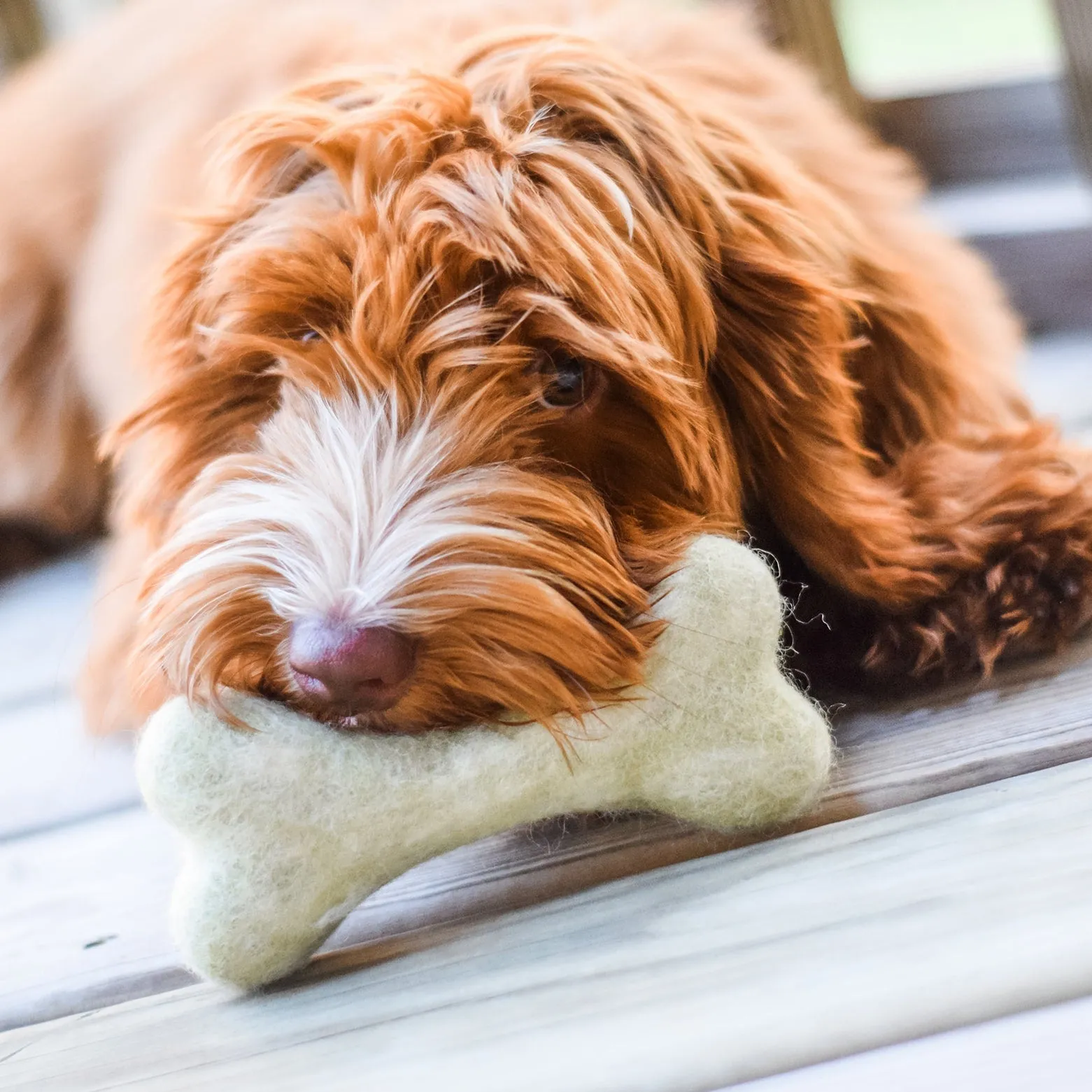 Bone Felt Toy