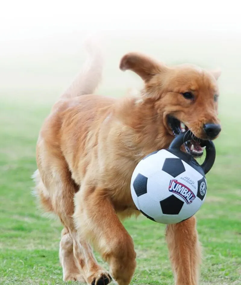 Gigwi Pet Jumball Ball Toy for Medium and Large Dogs with Extra Hard Rubber Handle