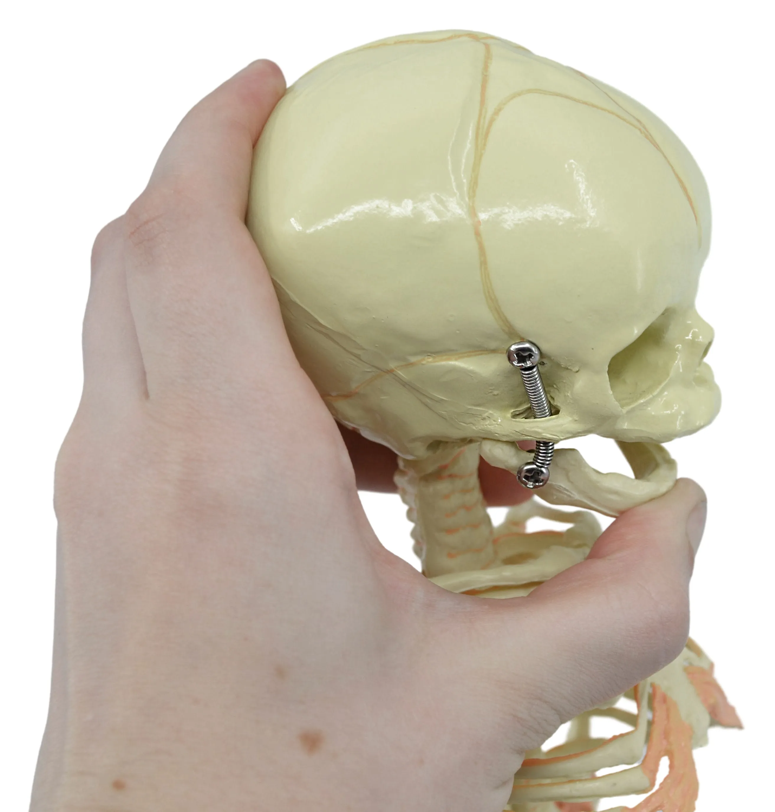 Infant Fetus Skeleton Model, Mini Size - Single Skull - Rod Mounted - Incredible Detail for Anatomical Study - Eisco Labs