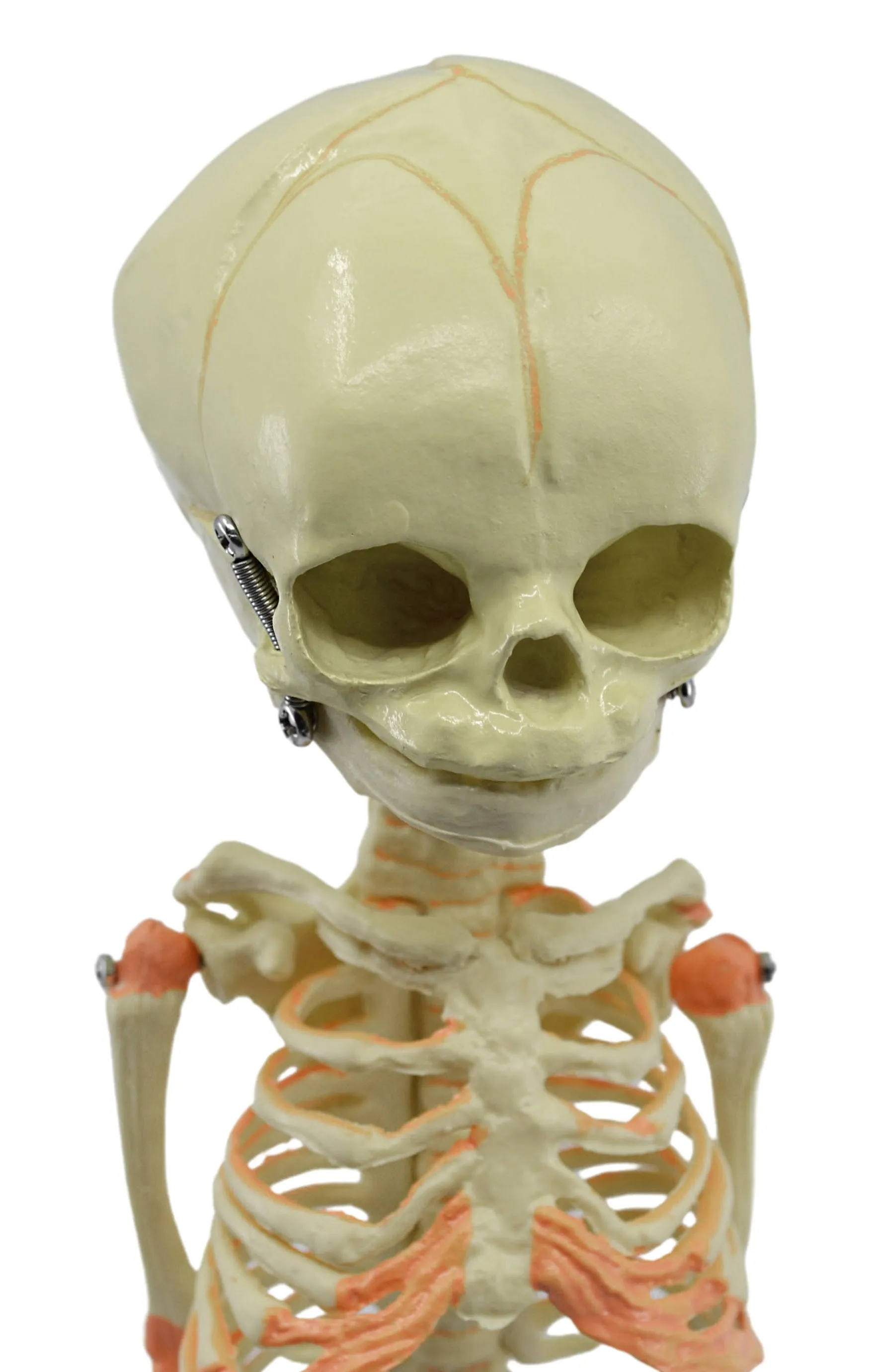 Infant Fetus Skeleton Model, Mini Size - Single Skull - Rod Mounted - Incredible Detail for Anatomical Study - Eisco Labs