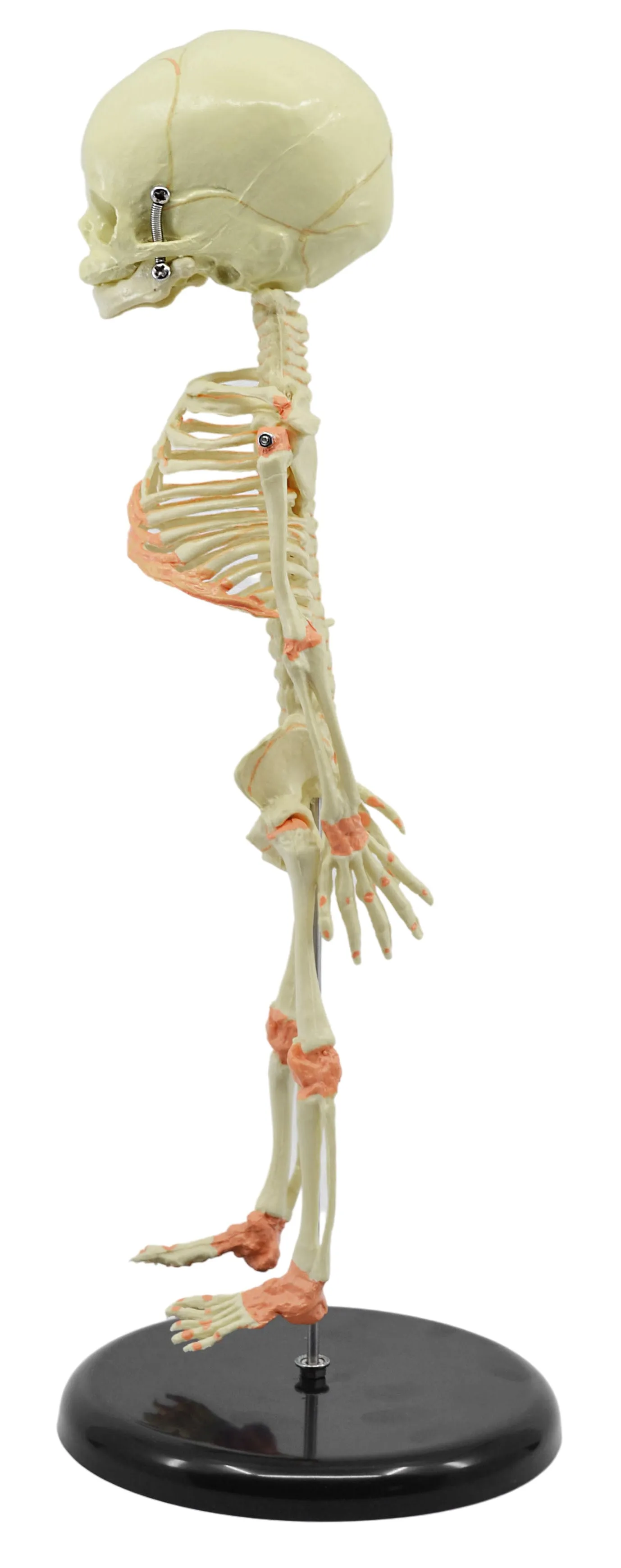 Infant Fetus Skeleton Model, Mini Size - Single Skull - Rod Mounted - Incredible Detail for Anatomical Study - Eisco Labs