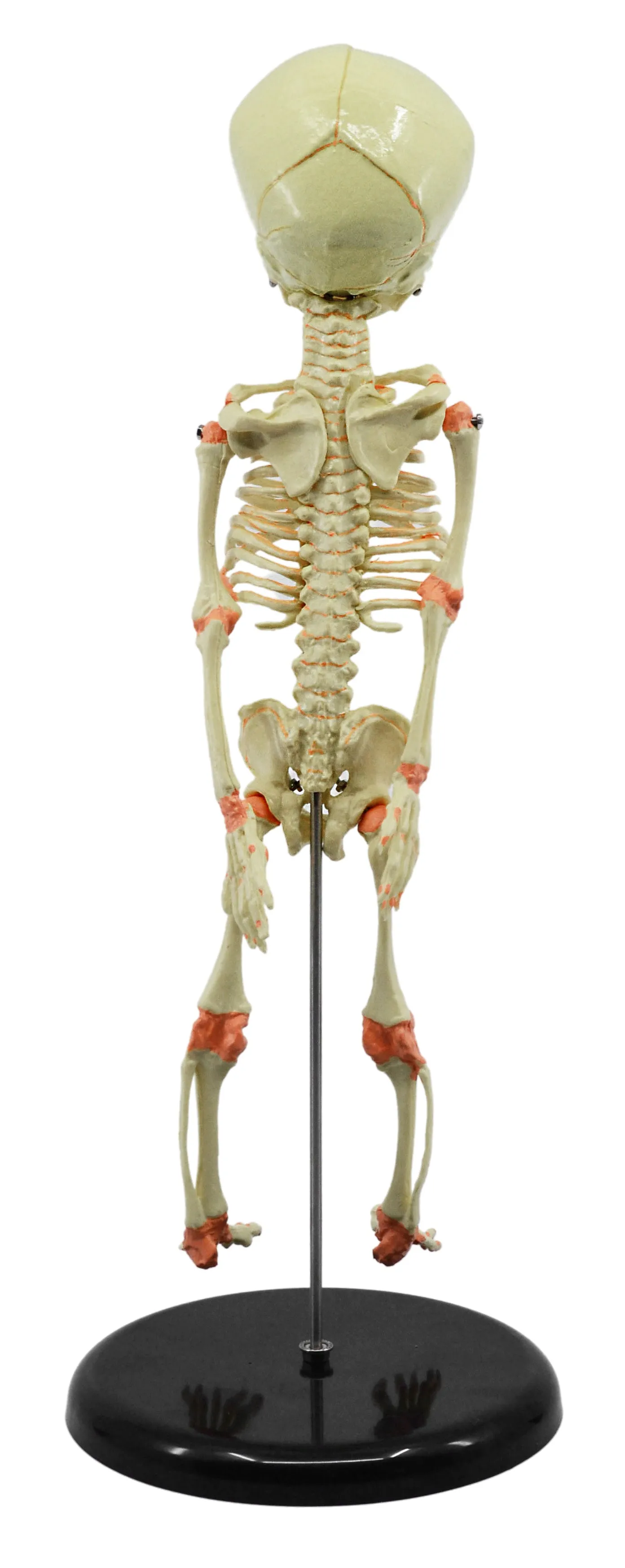 Infant Fetus Skeleton Model, Mini Size - Single Skull - Rod Mounted - Incredible Detail for Anatomical Study - Eisco Labs