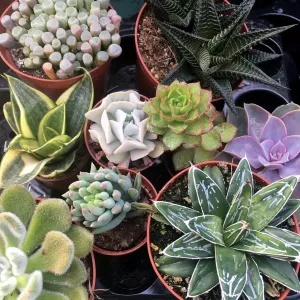 Live Plant Arid Collection - 20 Assorted Plants