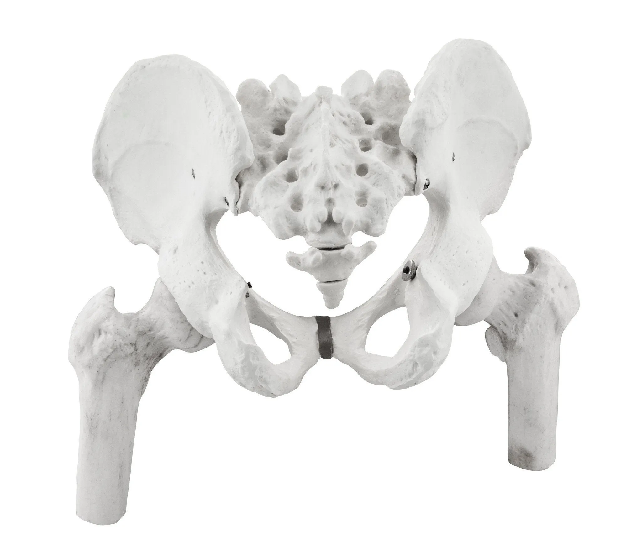 Pelvis with Femur Model, Human - Life Size, 3D Rendering