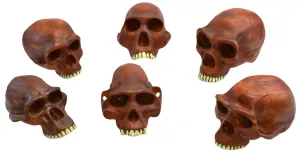 Prehistoric Skull Replicas, Set of 6